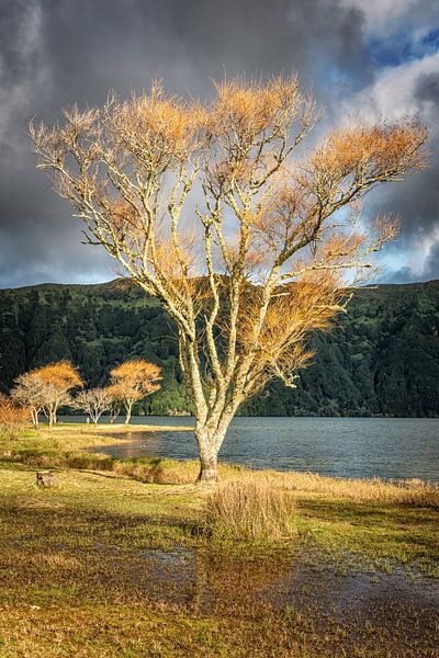 Von der Sonne beleuchteter Baum in Sete Cidades von Heiko Meier