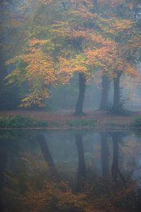 Herfstkleuren in het bos van Fraeylemaborg Slochteren van Rick Goede