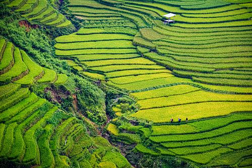 Terrace Fields 