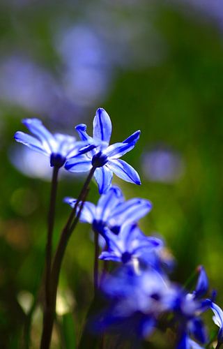 Charming scilla