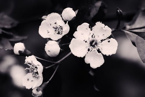 Frühlingsblüte (vintage) von Andrea de Vries