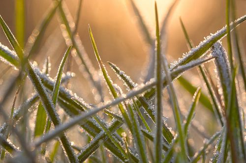 Winterse schoonheid