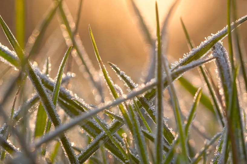 Winter beauty by Natuurpracht   Kees Doornenbal