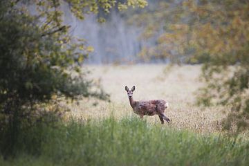 Deer in the grass by YvePhotography