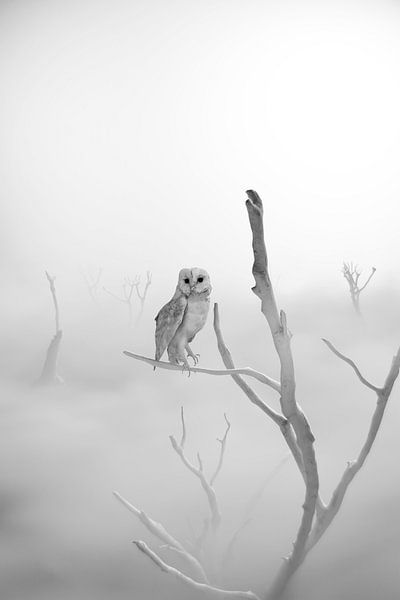 White barn owl sitting on a branch of a dead tree in a foggy landscape by Besa Art
