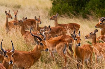 Uganda Cobs by Sander Strijdhorst