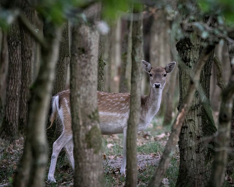 Deer looks curiously between the trees. by Albert Beukhof