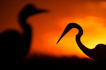 Great Egret (Egretta alba) standing in the morning light before rising sun