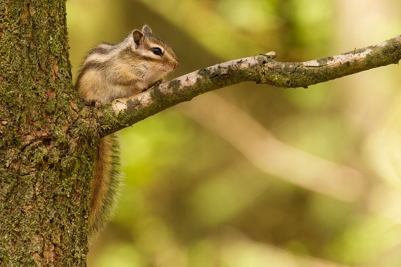 Siberian Chipmunk sitting on a branch of the tree by Paul Wendels