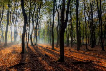 Speulderbos (the Netherlands) by Albert Mendelewski