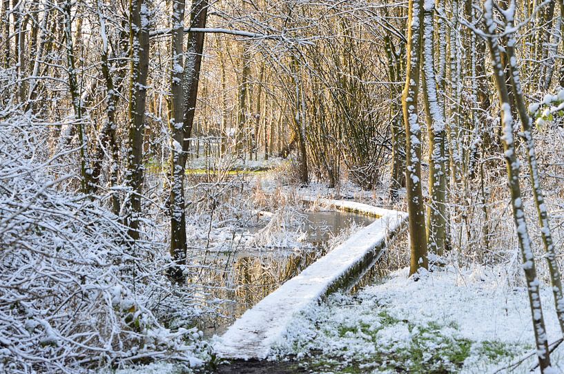 L'hiver dans la forêt par Tony Van de Velde