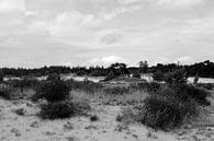Struiken en bomen op een zandverstuiving in zwart-wit van Gerard de Zwaan thumbnail