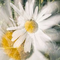 Yellow.....