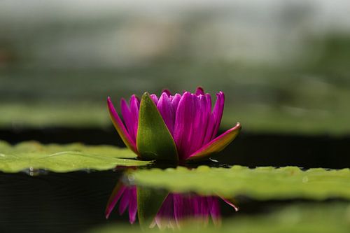 Roze Lotus