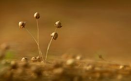 vlas 11 , klaar voor de oogst van patrick verweire