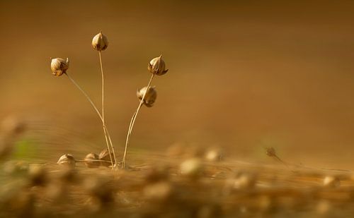 lin 11 , prêt pour la récolte