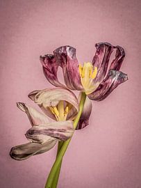 tulips in decay are also very beautiful by Roxyfotografie.nl