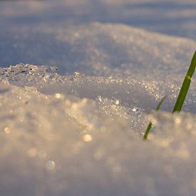 Gras en sneeuw van An Ritchie