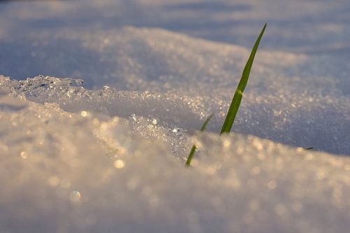 Gras en sneeuw