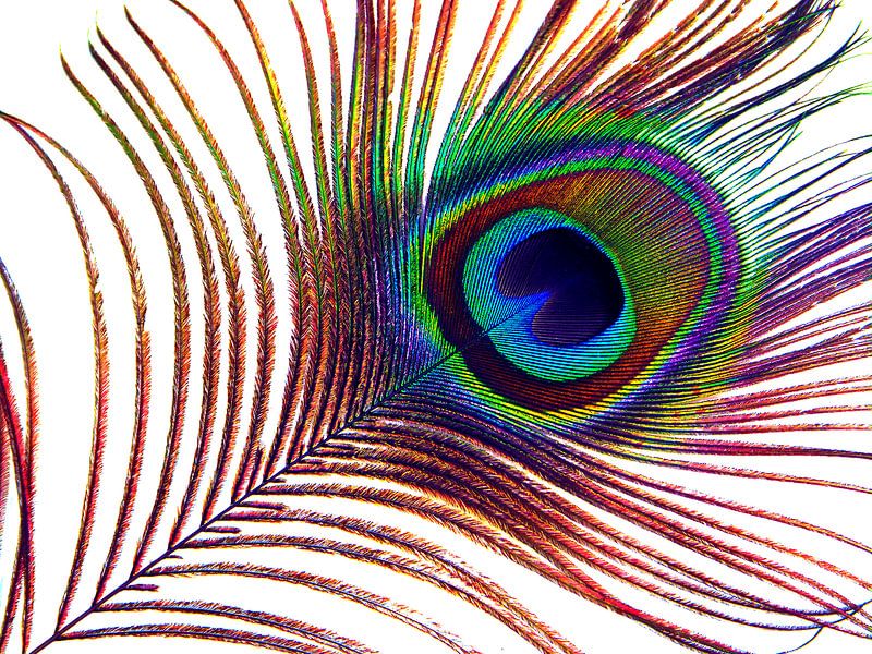 Peacock Feather by Caroline Lichthart