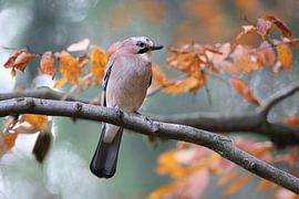 Vlaamse gaai in herfstbos Duitsland Zwarte Woud van Frank Fichtmüller