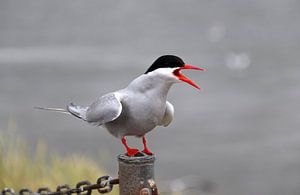 Küstenseeschwalbe