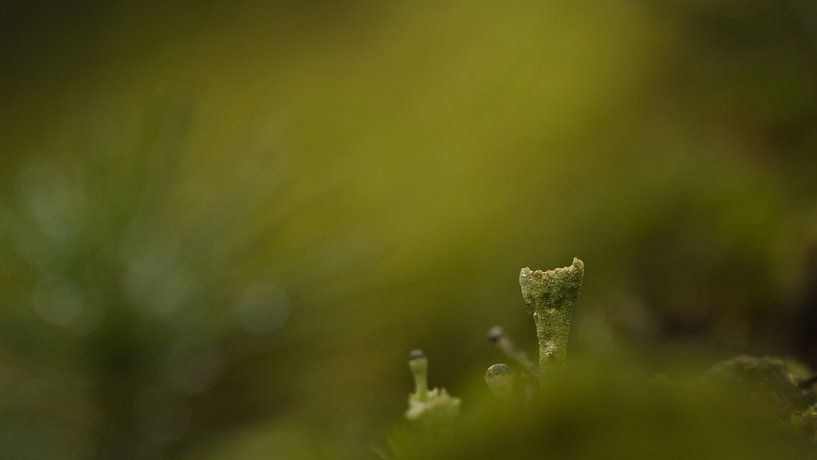 Bekermos in herfstbos van Dick Vermeij