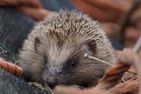 Hedgehog