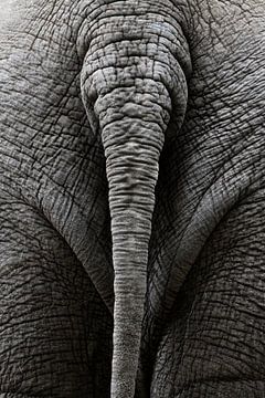 Elefantenschwanz (Farbe) von Bart van Dinten