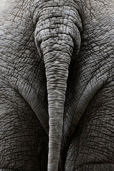 Queue d'éléphant (couleur) par Bart van Dinten