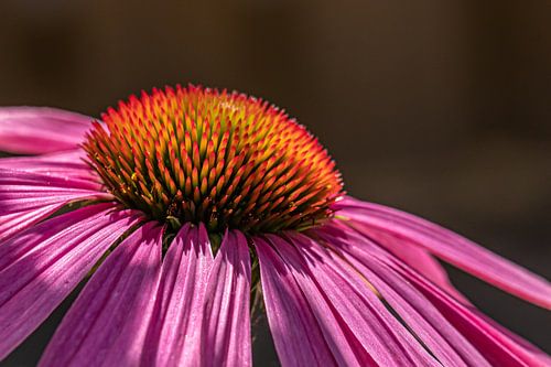 Echinacea