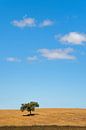 Landschap met een boom en een paar wolkjes in een blauwe lucht von Harrie Muis Miniaturansicht