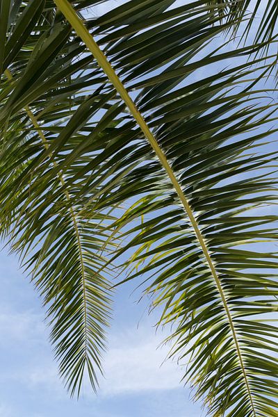 In the shade of date palm tree, leaves and blue sky by Adriana Mueller