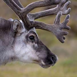 Portrait du renne du Svalbard en plein été