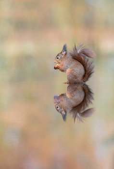 Miroir, miroir, sur le mur...