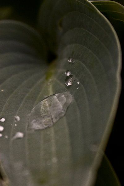Hosta with raindrops by foto-fantasie foto-fantasie