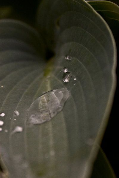 Hosta mit Regentropfen von foto-fantasie foto-fantasie