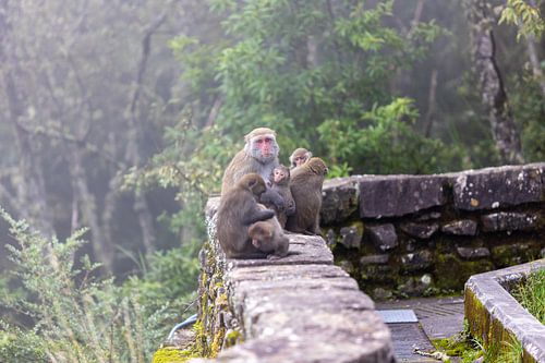 familie van sneeuwapen