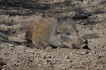 Wildschwein von MSP Canvas