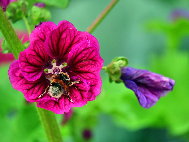 uitgewist van Edgar Schermaul