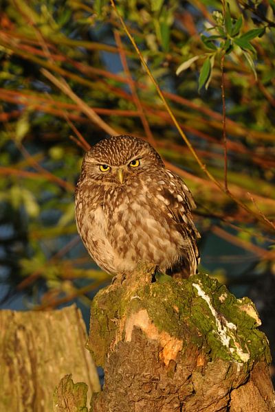 Steinkauz (Athene noctua) sitzt im frühen, warmen Licht der Morgensonne auf einem Kopfbaum, sehr ern von wunderbare Erde
