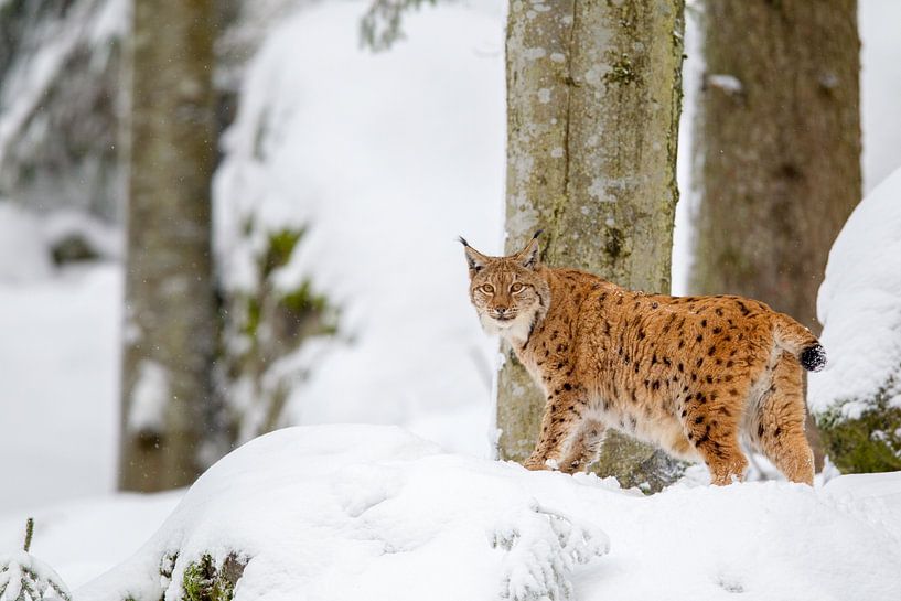 Luchs (Lynx lynx) von Dirk Rüter