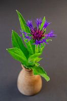 Duizendknoop (Centaurea)