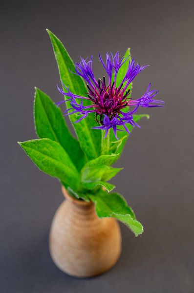 Flockenblume (Centaurea) von Fartifos