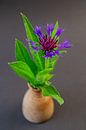 Flockenblume (Centaurea) von Fartifos Miniaturansicht