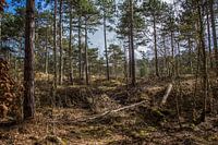 In het bos
