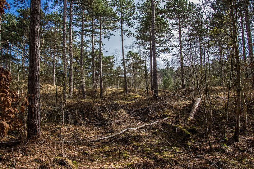In het bos by a schotanus