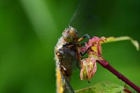yellow dragonfly