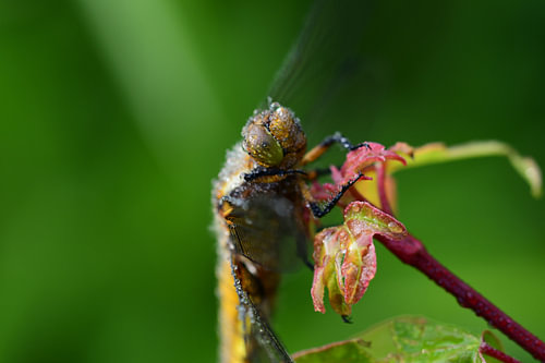 Gelbe Libelle