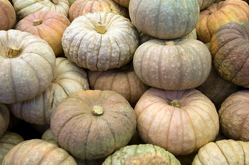 Pumpkins by Margot van den Berg